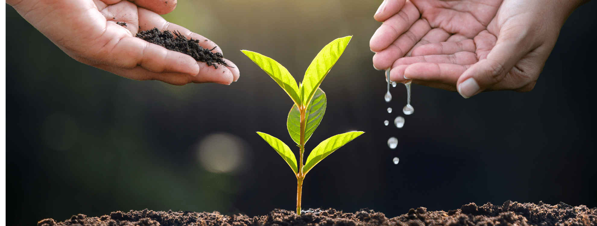 leadership development